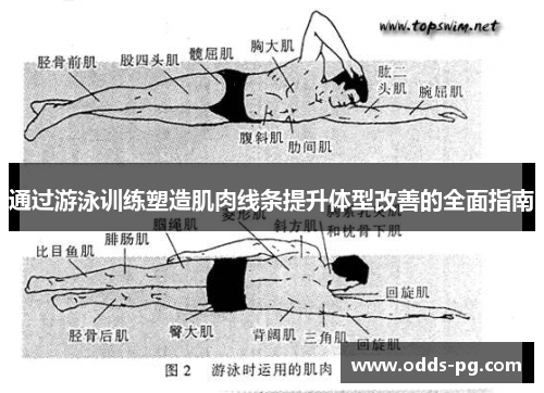 通过游泳训练塑造肌肉线条提升体型改善的全面指南