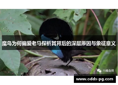 魔鸟为何偏爱老马探析其背后的深层原因与象征意义